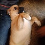 Profile Picture of Toby The German Shepard (@toby_thegermanshepard) on Instagram