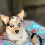 Profile Picture of Shawna Mickunas (@shawnamickunas) on Instagram