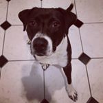 Profile Picture of Raya Sunshine 🐾 (@raya.sunshine.to) on Instagram