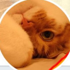 Profile Picture of Yuko Kato (@yukokato1701) on Twitter