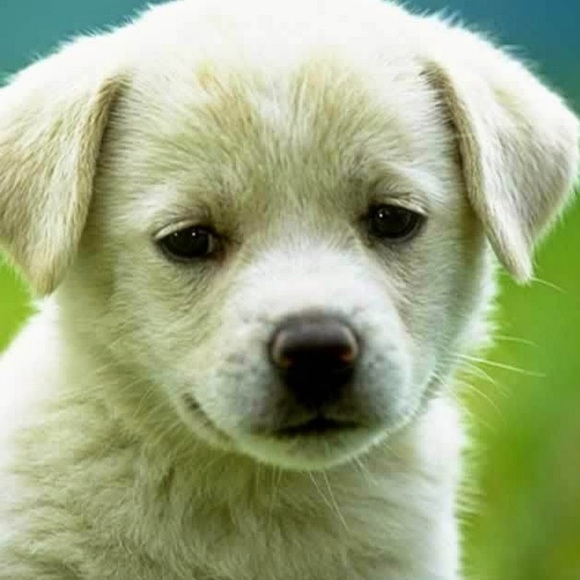 Profile Picture of Mikayla Demichele (@mkk_dem) on Poshmark