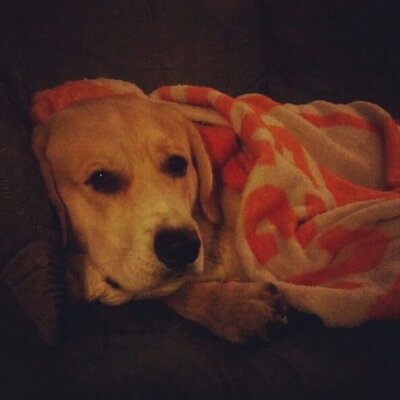 Profile Picture of Josh Marvin (@JoshMarvinRL) on Twitter