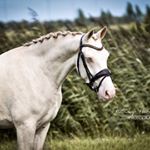 Profile Picture of 🇳🇱𝓢𝔂𝓵𝓿𝓪𝓷𝓪 (@perlinoblue) on Instagram