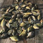 Profile Picture of Lance Nielsen (@nielsen_lance) on Instagram