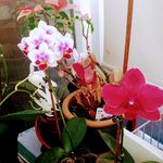 Profile Picture of Eileen Forster (@eileen.forster.96) on Instagram