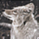 Profile Picture of Jay Wilson (@wolf_lv40) on Flickr