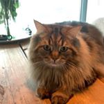 Profile Picture of Barry Larry Terry (@krusty.like.do.the.slave.69) on Instagram