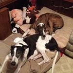 Profile Picture of Joe Stancato (@joestancato) on Instagram