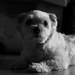 Profile Picture of Andrew Galano (@Andres Dakila) on Flickr