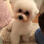 Profile Picture of Lisa Șova Bălănescu (@lisacrazydog) on Instagram