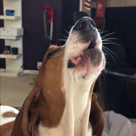 Profile Picture of Joshua Miers (@joshuamiers) on Poshmark