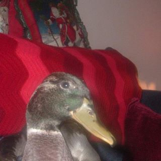 Profile Picture of Robin Duck (@robin.duck.5) on Facebook