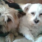 Profile Picture of Phyllis Hutchison (@phyllis_hutch) on Instagram