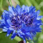 Profile Picture of Caperna Ieno Maria Teresa (@mariateresacaperna) on Instagram