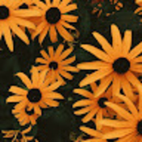 Profile Picture of Juliana Burns (@julianaburns597) on Poshmark