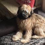 Profile Picture of Gary Cahoon (@gcaho84) on Instagram