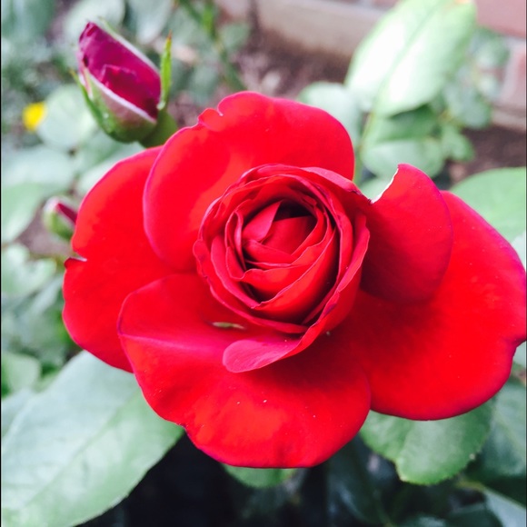 Profile Picture of Chen Elbaz (@kennylove) on Poshmark