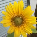 Profile Picture of Caroline Probert (@carolinemary66) on Instagram