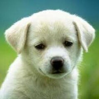 Profile Picture of Norma Aviles (@normaaviles79) on Twitter