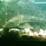 Profile Picture of Albert Fish (@albert_fishywishy) on Instagram