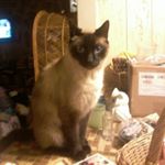 Profile Picture of Owen OCallaghan (@battleroyalegod123) on Instagram