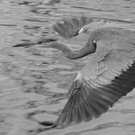 Profile Picture of Dave Griffith (@dave griffith photography) on Flickr