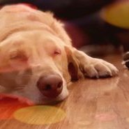 Profile Picture of Tyler Borchert (@borchert_tyler) on Twitter