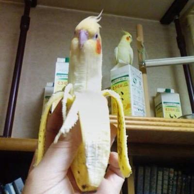 Profile Picture of Dylan (@Flight_kite) on Twitter