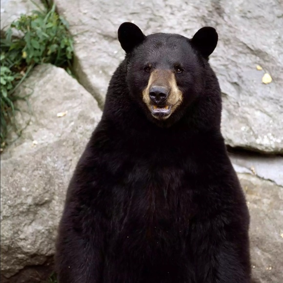 Profile Picture of Zack Denuyl (@z_denuyl) on Poshmark