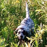 Profile Picture of Justin and Amanda Fruchey (@gogomainkennels) on Instagram