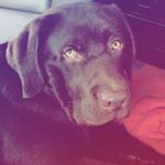 Profile Picture of Leo Dufour (@4paws4healing) on Instagram