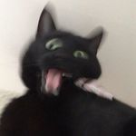 Priscilla Alvarez - Instagram Profile Picture of Priscilla Alvarez (@officiallypriscilla) on Instagram