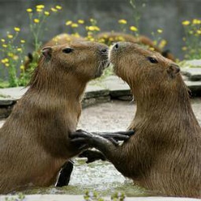 Profile Picture of Steve Pratt (@Capybara4444) on Twitter