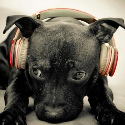 Sebastian Pölzl - Twitter Profile Picture of Sebastian Pölzl (@PolzlSebastian) on Twitter