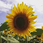 Profile Picture of Dannise Renee Schulte (@sunflowerschulte) on Instagram