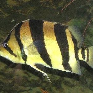 Profile Picture of James Merritt (@156039709) on Myspace