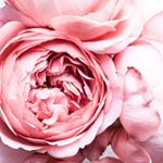 Profile Picture of Tami Faulkner (@tamtams8) on Instagram