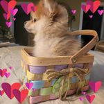 Profile Picture of Alice Hersey Littriello (@alicelittriello) on Instagram