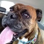 Profile Picture of Tricia Nelson Goodrich (@louislittleman) on Instagram