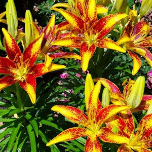 Profile Picture of kimschaaf0 (@kimschaaf0) on Tiktok