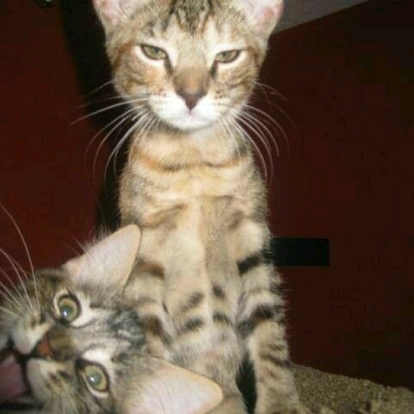 Profile Picture of Karen Timony (@kaymtim) on Poshmark