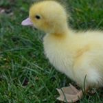 Profile Picture of 🐥Jonathan Goehring🐥 (@jonathan_goehring) on Instagram