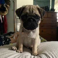 Profile Picture of Nicholas Whitmore (@winston_thepug20) on Tiktok