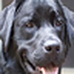 Profile Picture of Tim (@Quinn-the-Dog) on Flickr