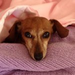 Profile Picture of David Buras (@dburas) on Instagram