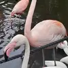 Profile Picture of krystalkbranch (@krystalkbranch) on Tiktok
