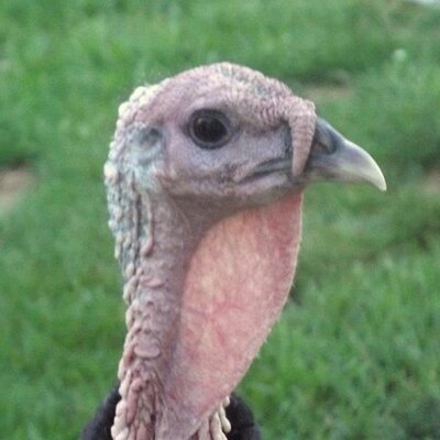 Profile Picture of Colby Parsons (@stevepar6) on Twitter