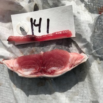 Profile Picture of Jason Bahr (@Localtuna) on Twitter