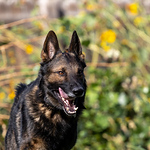 Profile Picture of Mike Jensen (@jentfoo) on Flickr