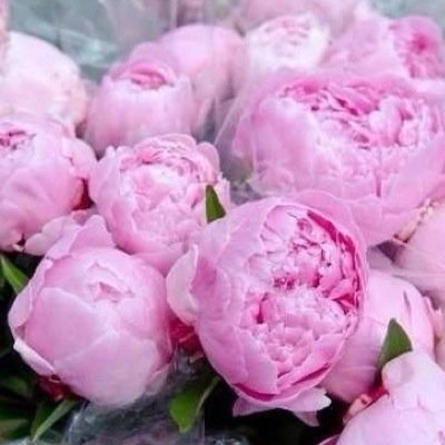 Profile Picture of Оксана Алексеева (@lojka2006) on Twitter